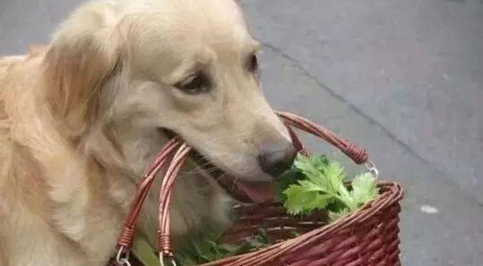 怎么才能让狗狗不怀孕 53da4ae6db794b369ae9697a969c37cf.jpeg