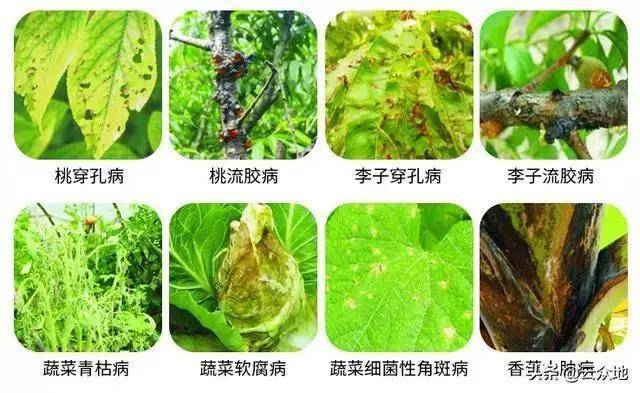 生物农药有哪些种类 6b243268f36746c39b7eb1ff0c5bcc60.jpeg