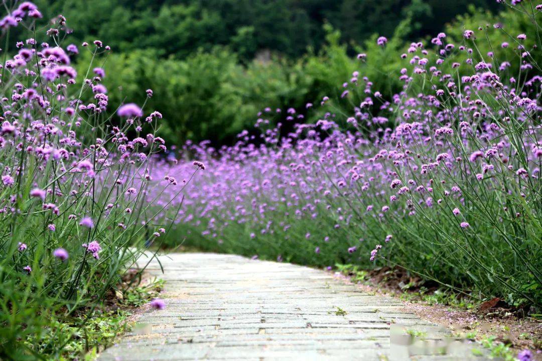 进入六月,位于留坝县金水湾的柳叶马鞭草花海正值花期.