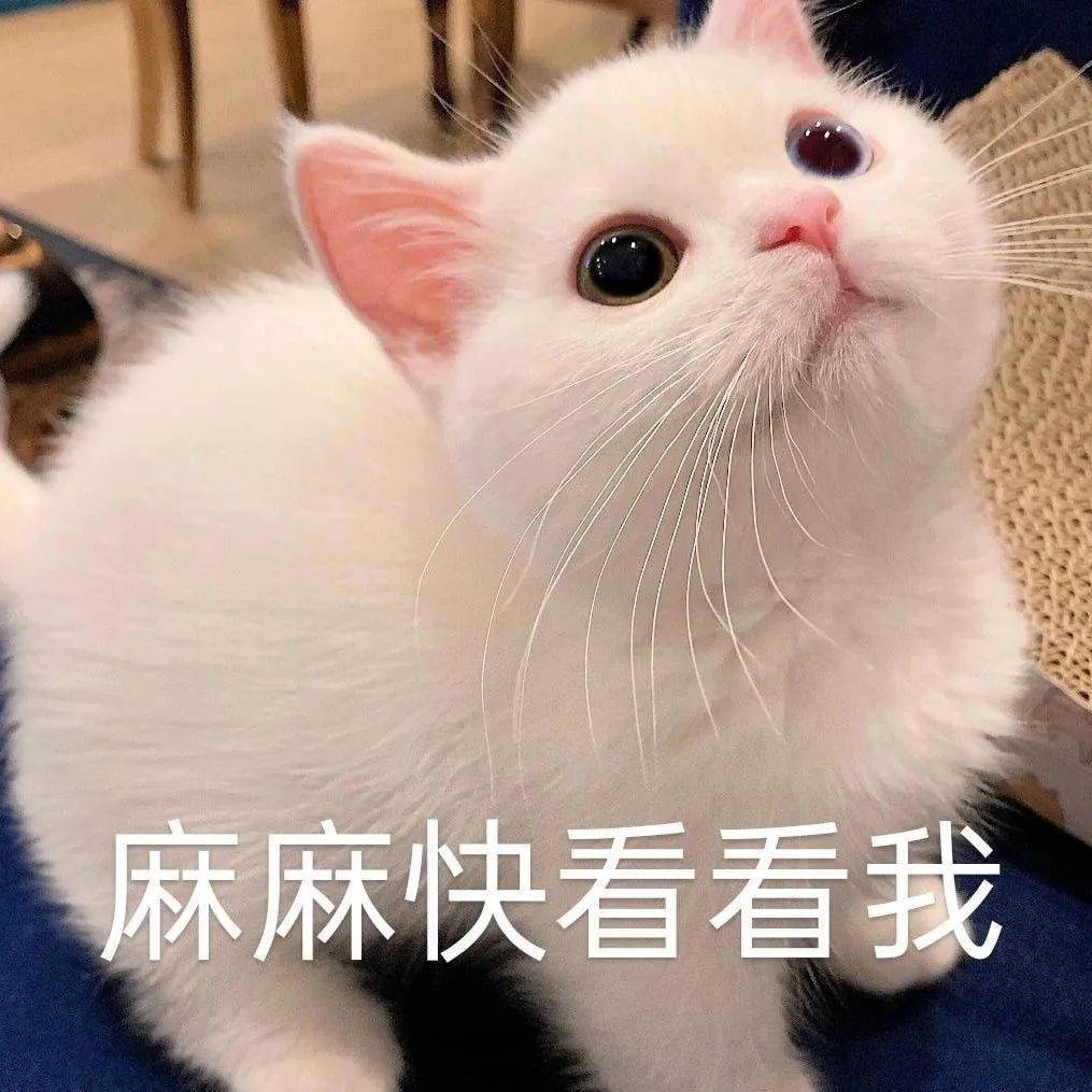 网红猫咪 | 小奶猫蛋崽表情包(二)