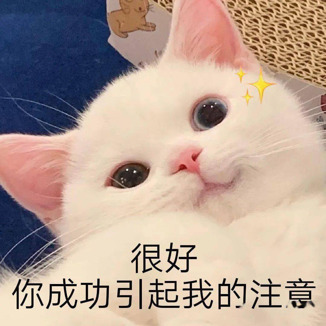 网红猫咪 | 小奶猫蛋崽表情包(二)