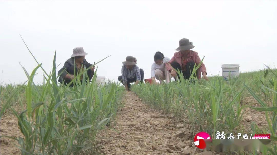 新泰经济总量_新泰张宸(3)