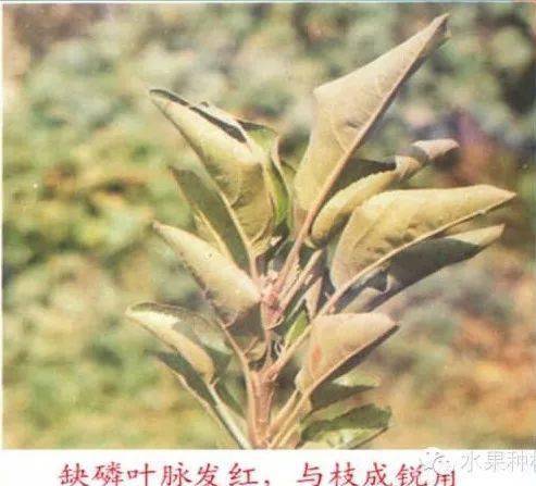 苹果树常见8种缺素症的表现及防治(图文版)