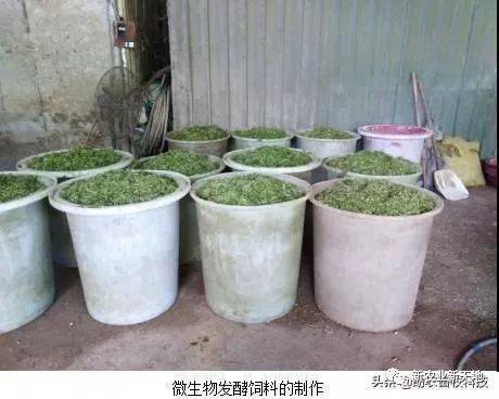 发酵青绿牧草菜叶现场