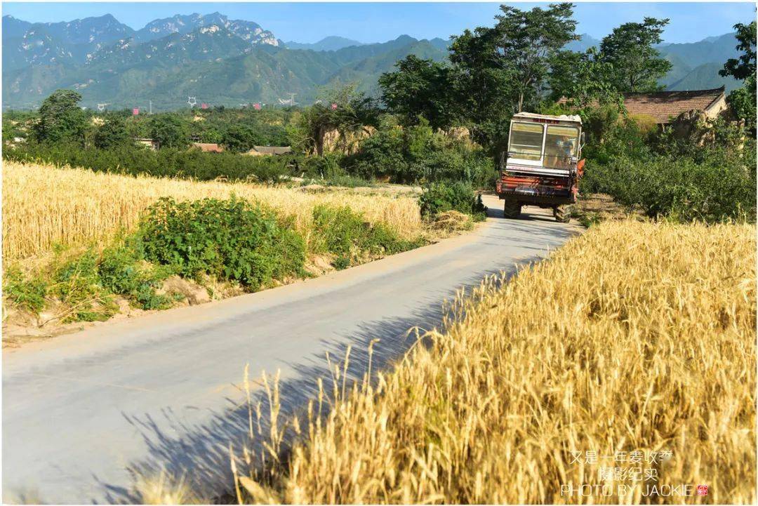 屈伟力 | 小麦,菜籽收获季 | 摄影图片记_麦田