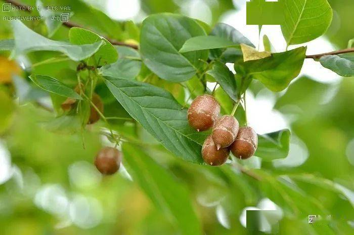 黄连杨梅猜成语_杨梅演员(3)