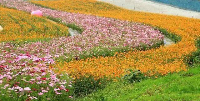 乡村花海的正确打开方式_景观