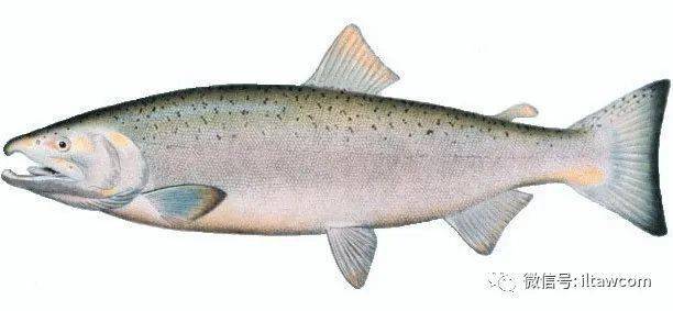 oncorhynchus kisutch银鲑大马哈鱼平时生活在海洋中,到了生殖期就