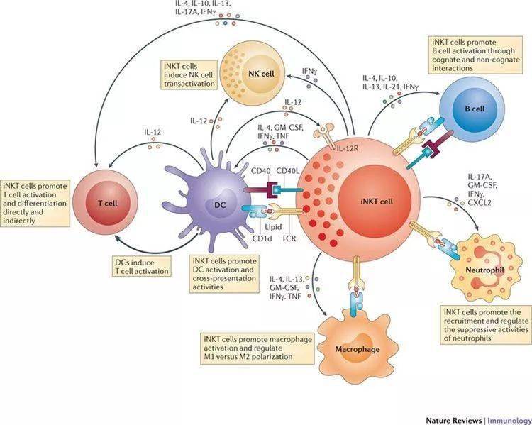 nkt即自然杀伤性t细胞(natural killer t cells),是免疫细胞中一个