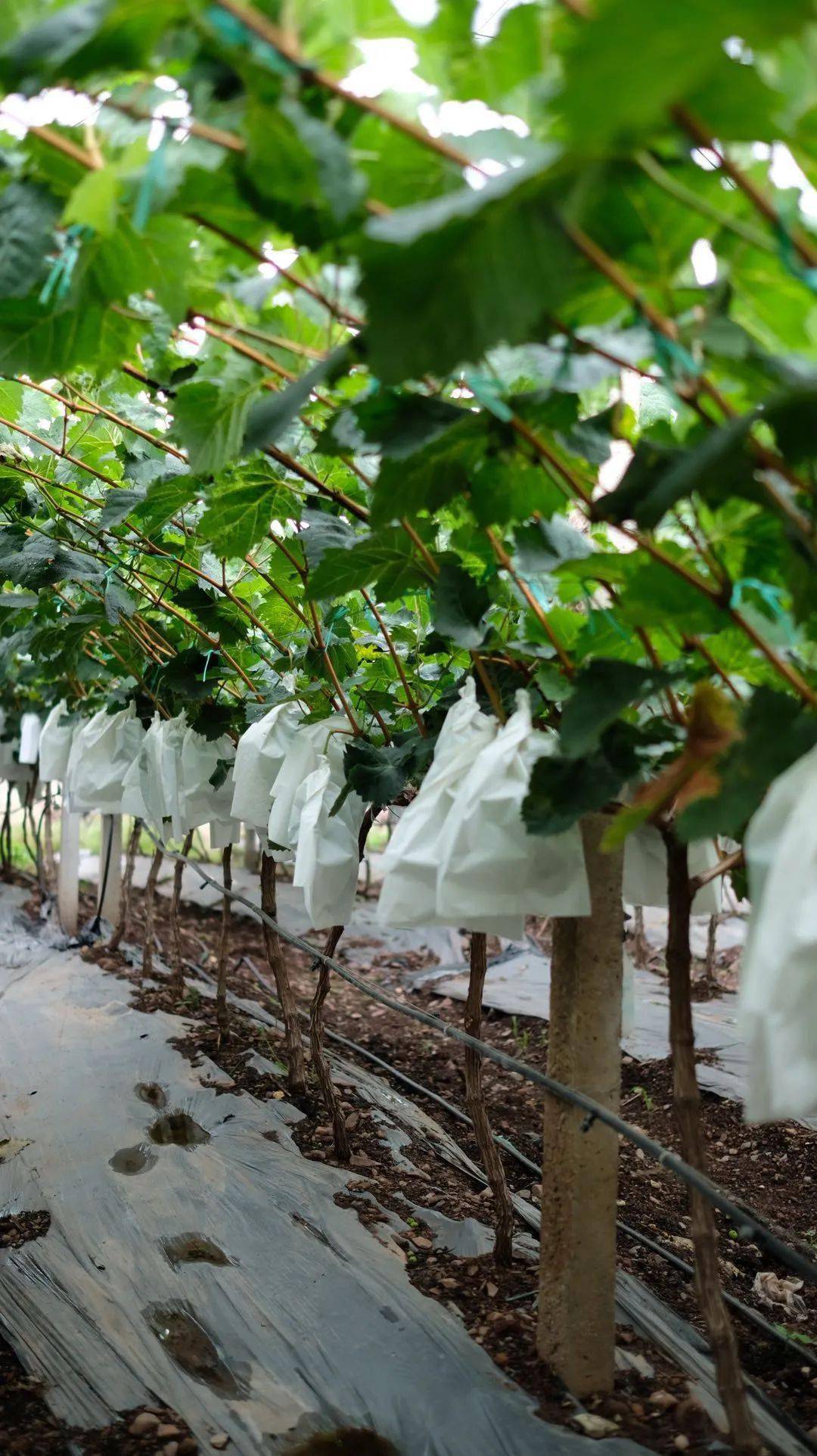 连绵的阳光玫瑰种植基地,亦是某农业大学的教学示范基地,这还只是一小