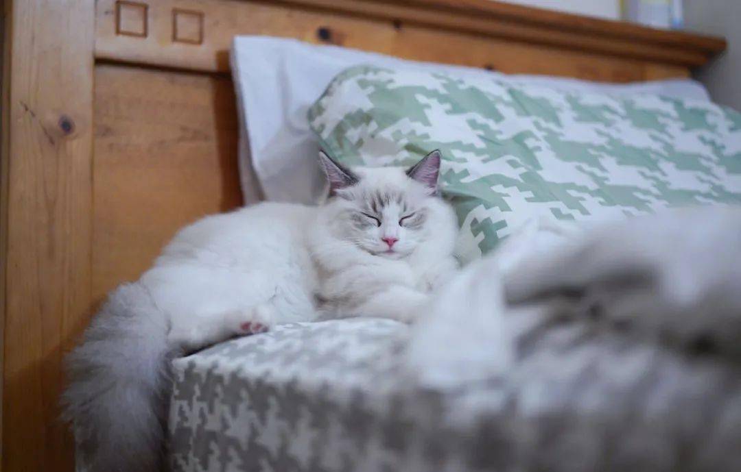 布偶猫,就是睡觉也没停下卖萌