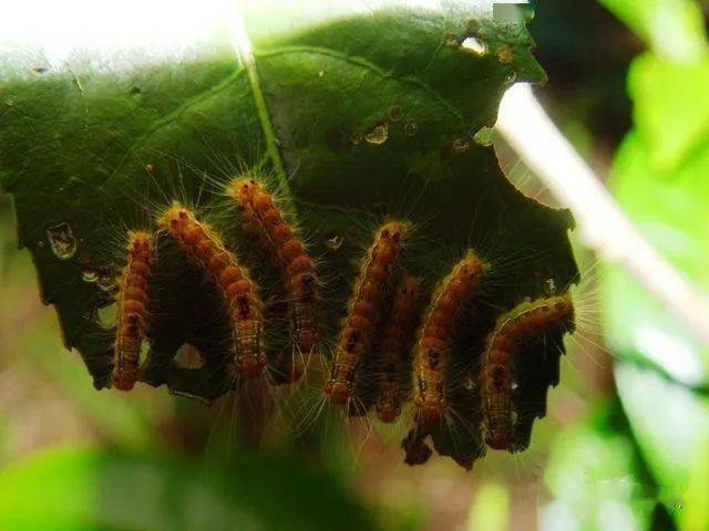 园艺植保系列上篇常见十大害虫的防治