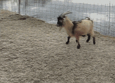 搞笑gif:我就让你看一眼,没想到你反应会这么大