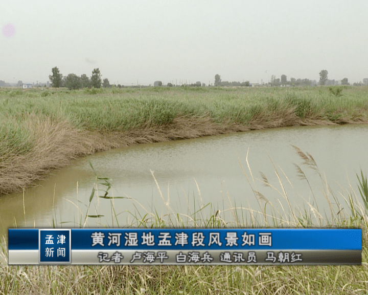孟夏时节,东西绵延50多公里的黄河湿地国家级自然保护区孟津段水草丰