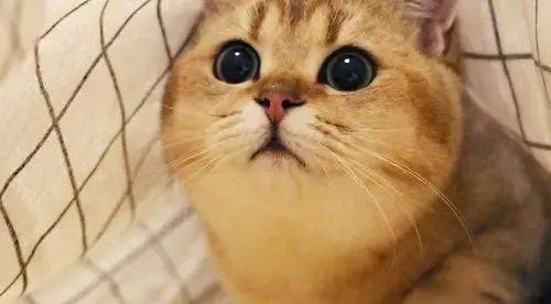 猫猫为什么不自己埋屎了?猫屎的历史和如何引导猫拉屎