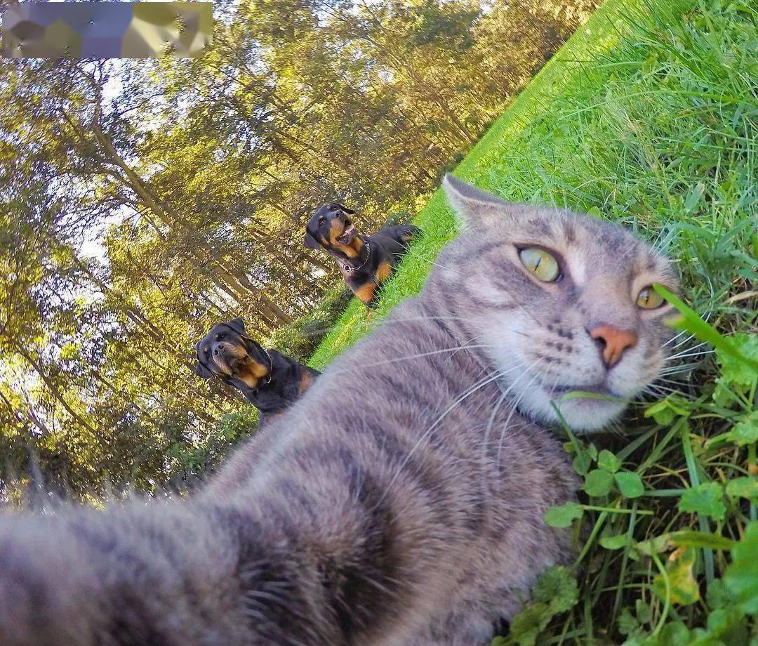 美国有一只叫曼尼(manny)的猫,自从它家里的小弟yorem ahm 教会了