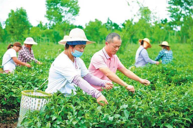 澄迈苦丁茶泡出甘甜味