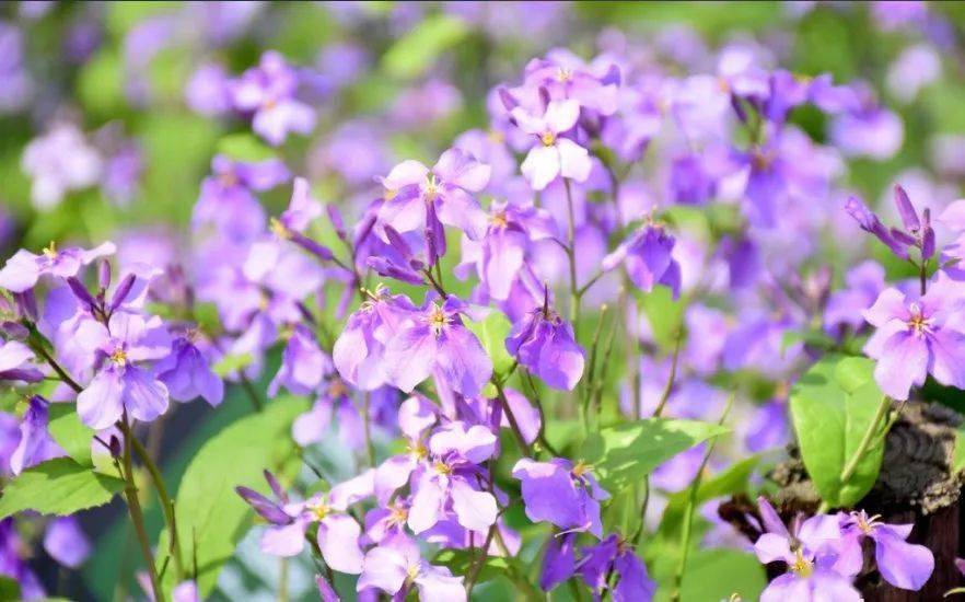 是北京最常见也最壮观的野花,每到春天,路边郊野都是二月兰的紫色海洋