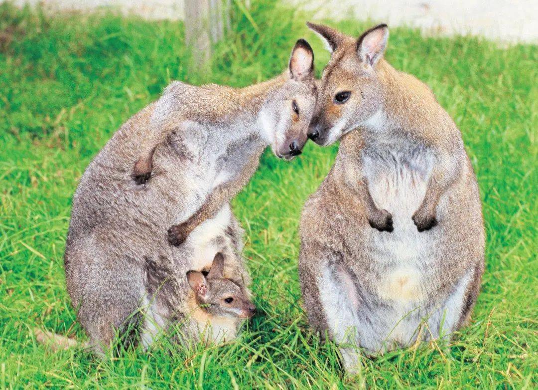 澳大利亚动物代表及简介 b5e32759f9d9442496a50809c98a6227.jpeg