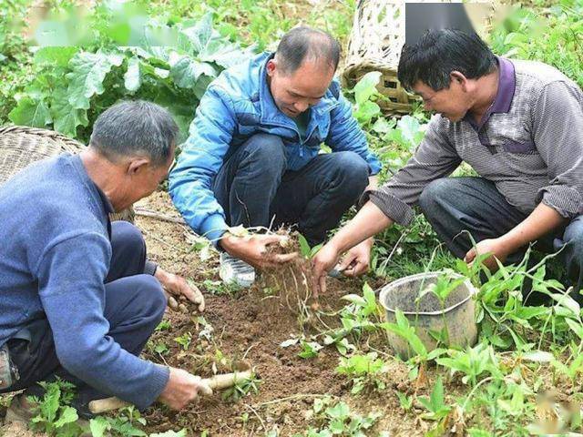 玉米地里常见,俗称"麻芋子",儿时常挖去卖钱,如今却一