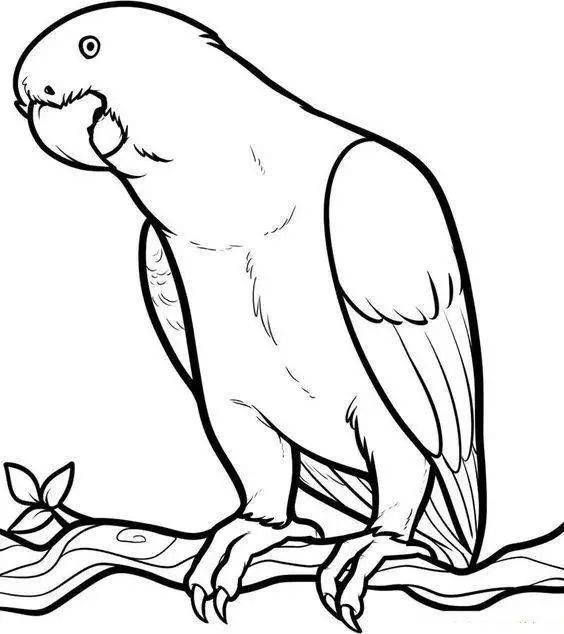 【黑白线稿】干货:白描花鸟线稿素材,赶快收藏起来