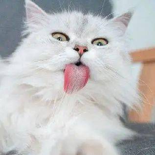 养一只长毛猫到底有多难!哈哈哈哈哈哈!