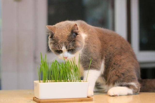 猫咪便秘没胃口怎么办