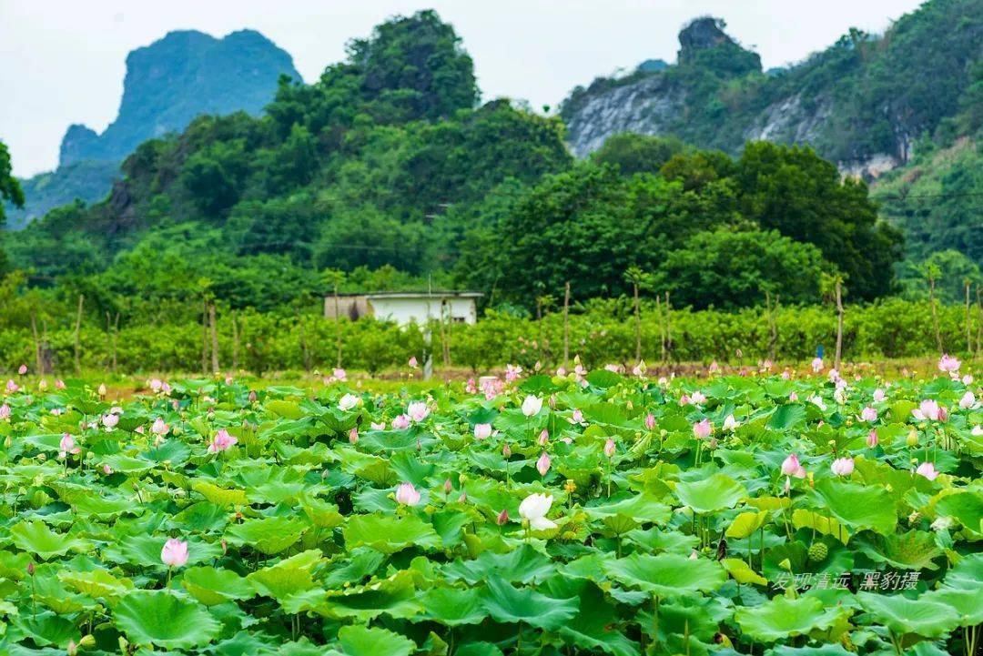 6月26日 英德| 世界洞漂之王考虎谷溶洞漂流 百亩荷花 品黄花鸡豆腐宴