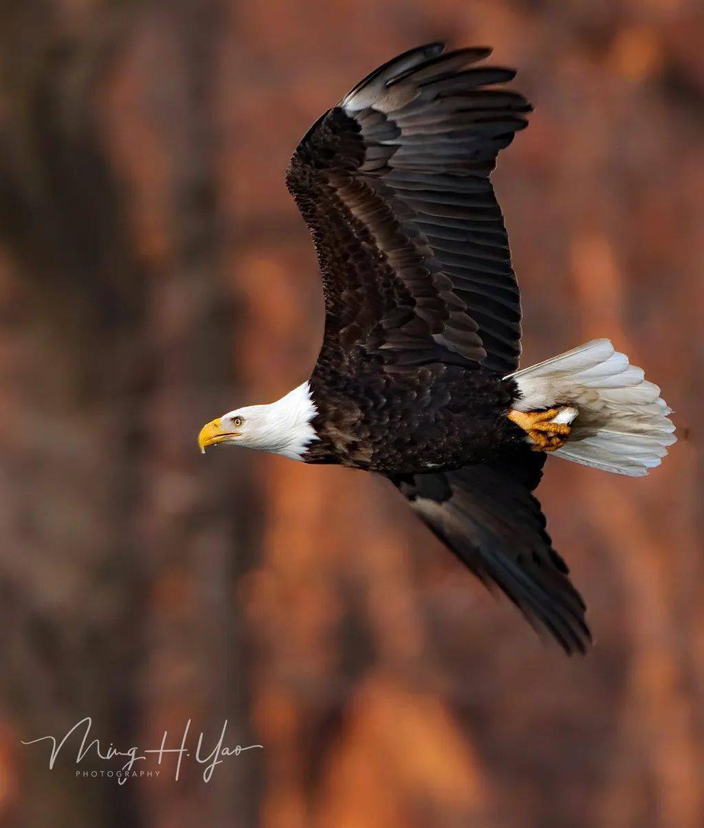 美国国鸟节_搜狐网, image size:1024x1205