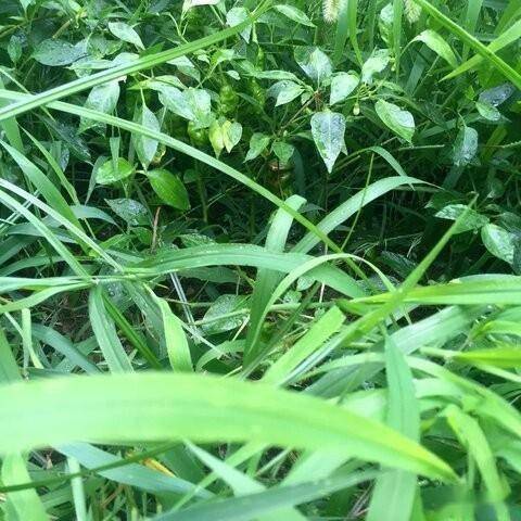 如何种植辣椒秧 969921e82b8f4a27baf89ab7125d1cdc.jpeg