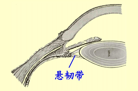 睫状突和晶状体之间有纤维的韧带称为晶状体悬韧带.