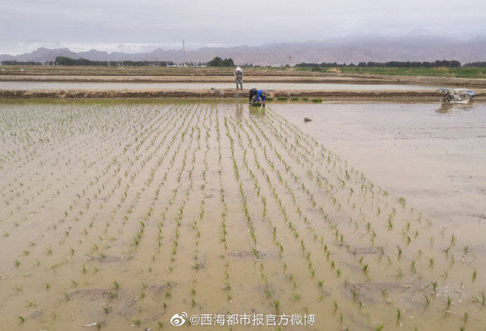 格尔木市|青海这地方试种植近百亩海水稻