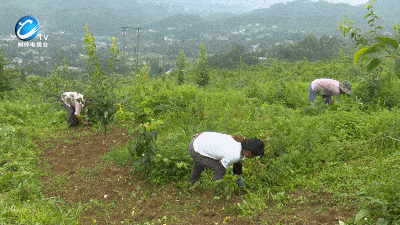 租赁了350余亩土地 进行经果林栽植 从果园的建立到水果成熟采摘 这