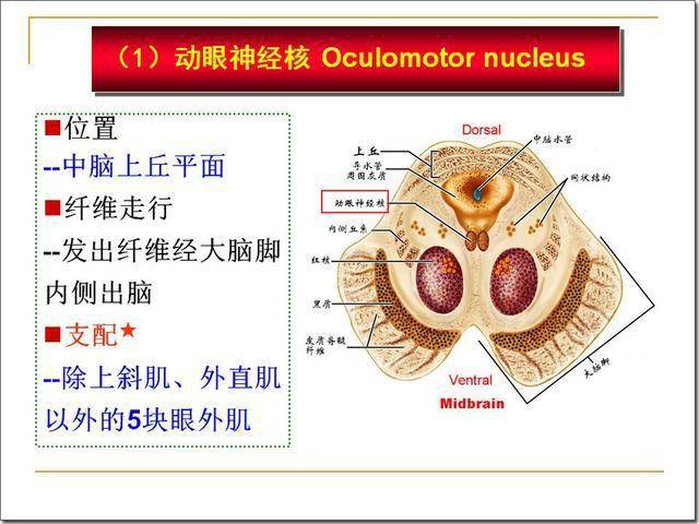 4)参与睡眠发生,抑制痛觉传递 中缝核群中的5-羟色胺能神经元,发出