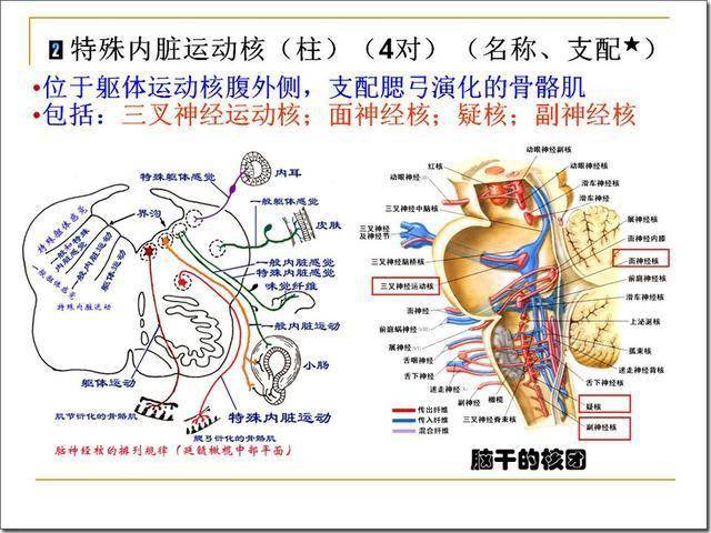 脑干解剖及损害分析_延髓