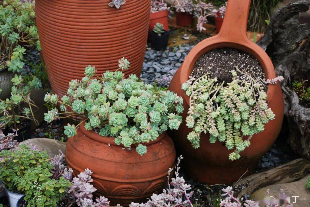 多肉种植基地视频大全 18bd100d5cf2465b8435a2d3e0c396e2.jpeg