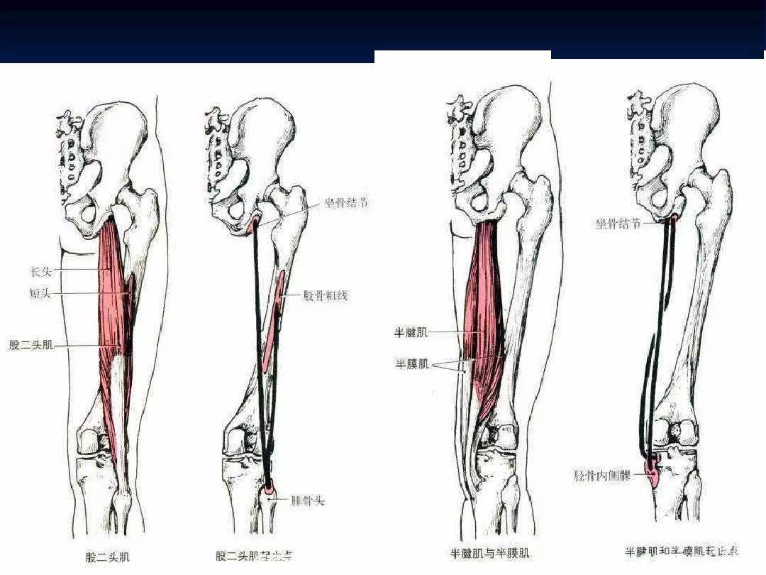 膝关节精细解剖