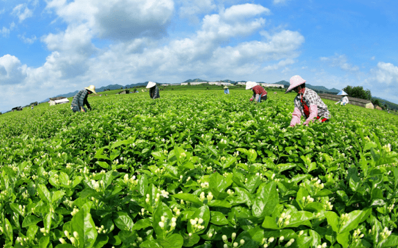 在福州当地人们合理地利用自然资源,形成了"山丘栽茶树,沿河种茉莉"的