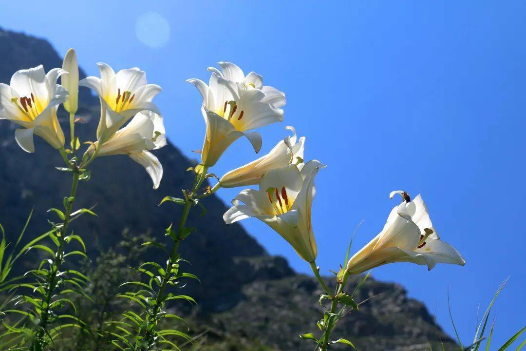 岷江百合 | 花开遍山野,终不负期待!