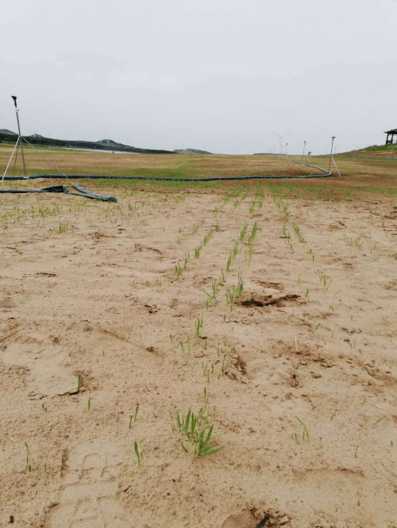 彰武县草原生态恢复示范区沙地上冒出燕麦嫩苗