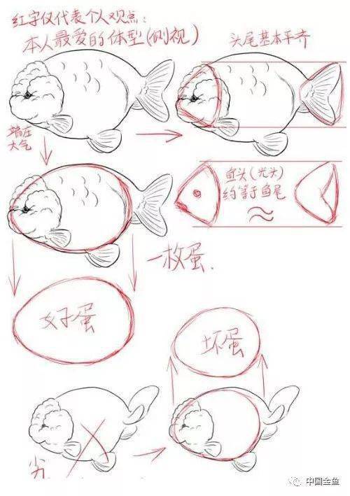 买金鱼最容易被忽视的关键点