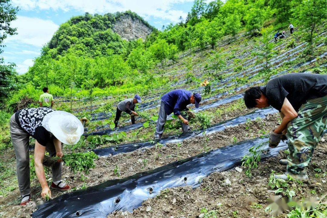 平利县正阳镇辣椒移栽正当时要把闲地变金地黄小彬平利县脱贫攻坚昨天