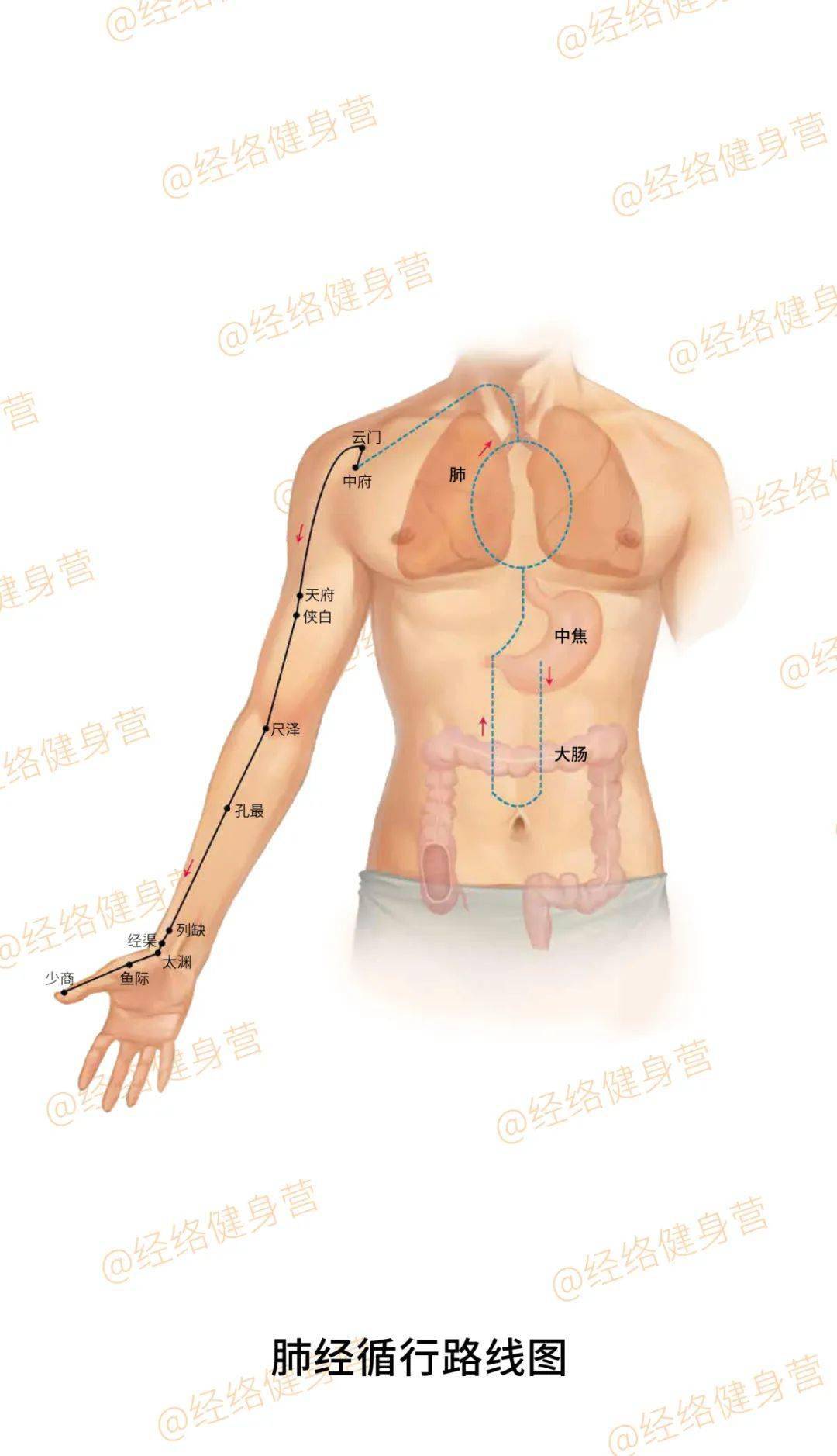 肺经循行线路01感谢紫图出版公司,在帮助我出版《徒手祛百病》时特别