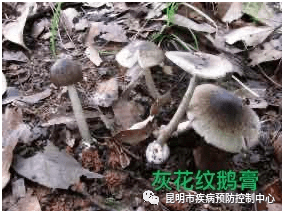 d6fc2cb078c24ccd8fdf399c6063f4b1.png