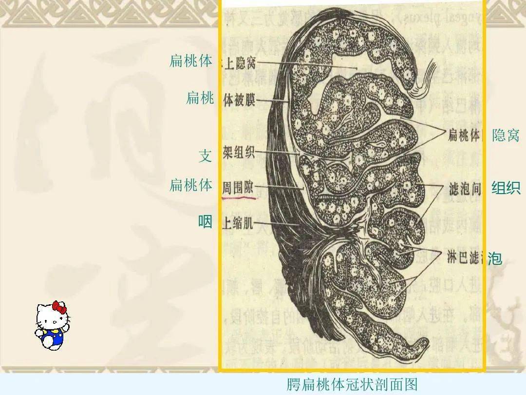 咽喉部解剖最全图解值得收藏