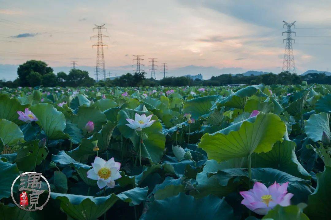 高州荷花总人口有多少_高州大井镇有多少个村(2)