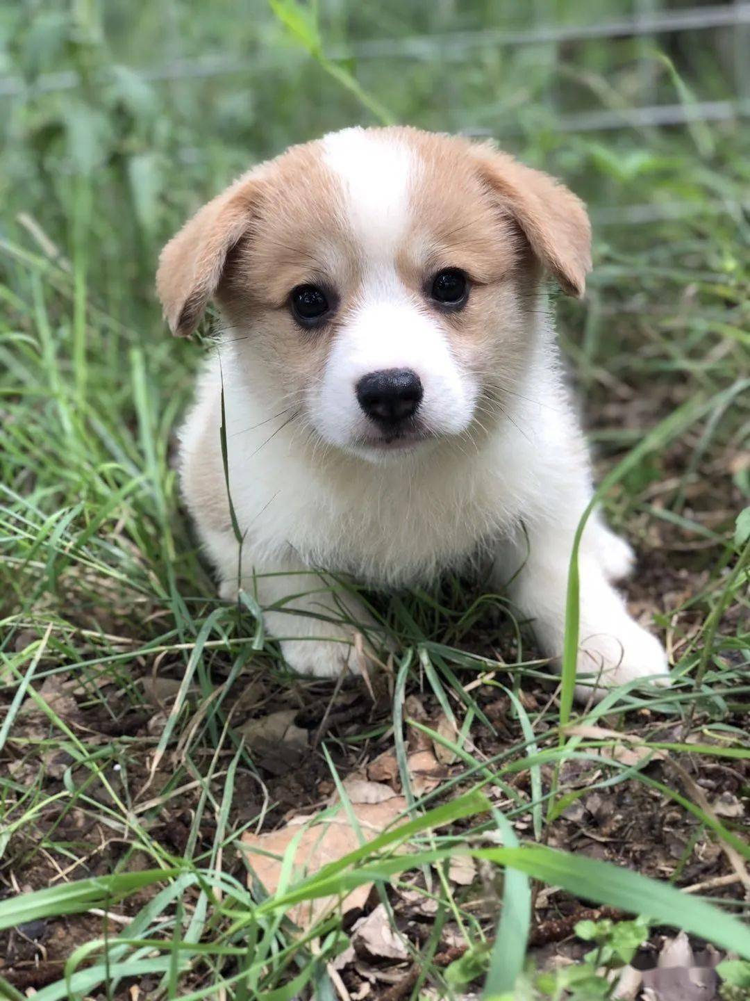 柯基排名_小型宠物犬排名柯基(3)