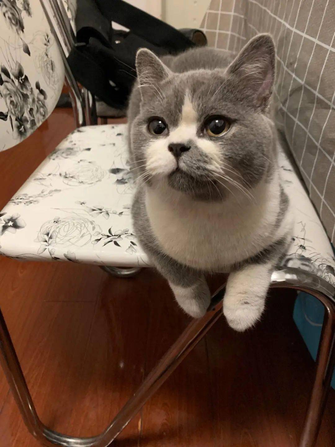 怎么养小猫咪小猫会乖 40a67ea9e14541e5ab5132cd9ea09940.jpeg