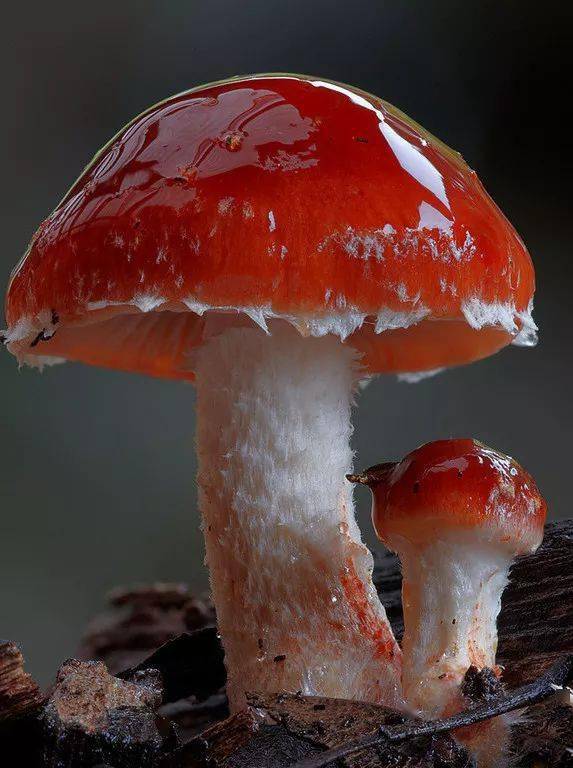 51淘宝返利网真的特价便宜吗 他平生一心拍蘑菇,拍的蘑菇99%你没睹过