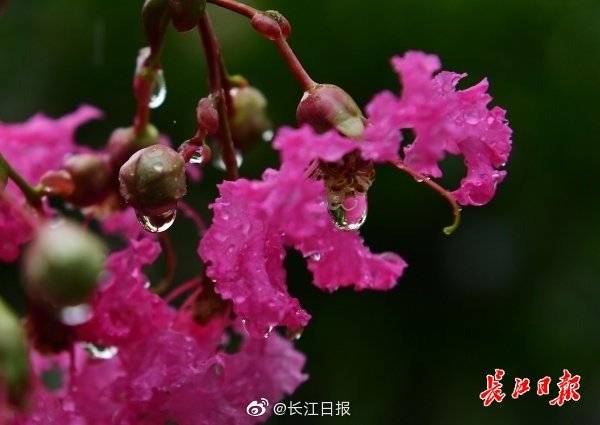 江城遇甘霖，繁花沐雨中 國際 第4張